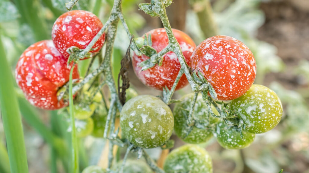 agrtotkaniny pod warzywa