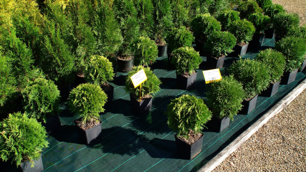 agrotkanina szkółkarska