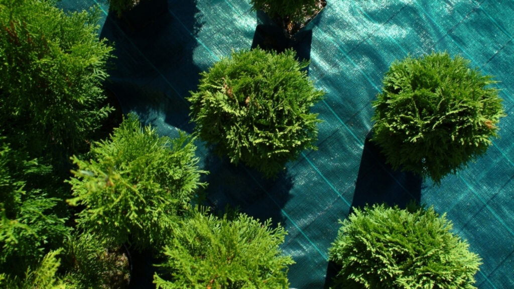 agrotkaniny szkółka